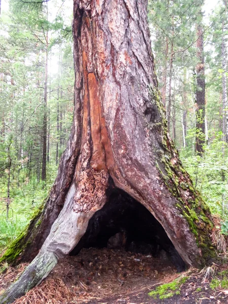 Abri dans un arbre — Photo