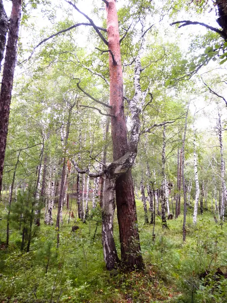 Entrelacement des arbres — Photo