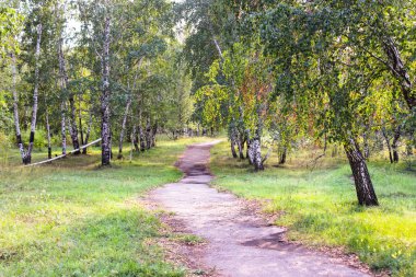 Ağaç arasında izlemek