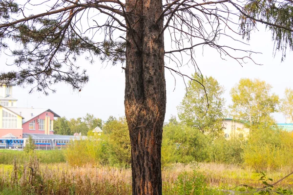 公園で珍しい木 — ストック写真