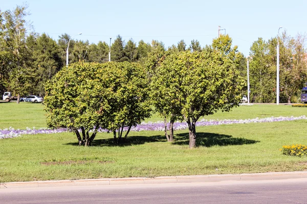 Pommier sur la place de la ville — Photo