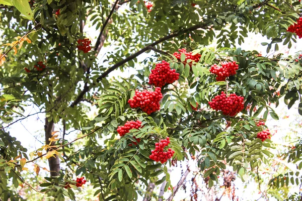 Kırmızı üvez — Stok fotoğraf