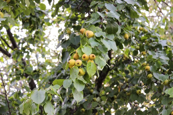 Wild pear — Stock Photo, Image