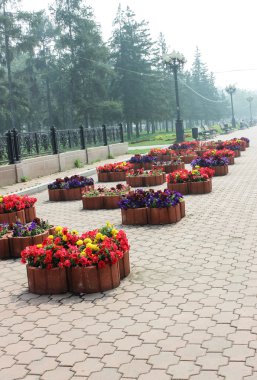 çiçekli flowerbed