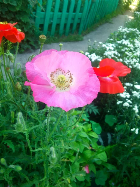 Roze papaver — Stockfoto