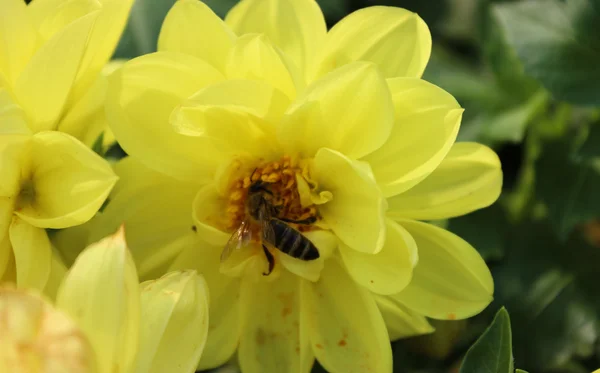 Bee on flower — Stock Photo, Image