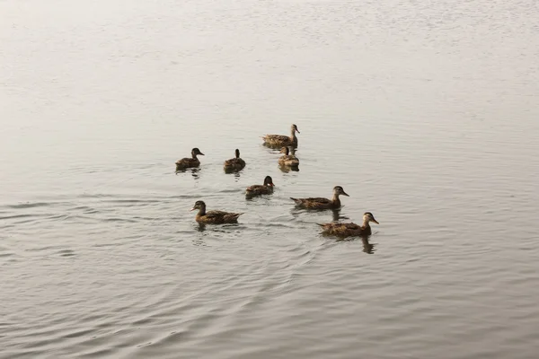 Ducks — Stock Photo, Image