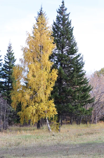 黄色の白樺と秋の木の緑の松 — ストック写真
