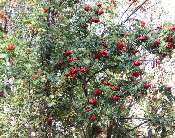 Clusters of a bush of a red mountain ash — Stock Photo, Image