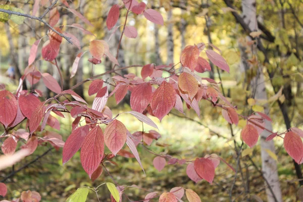 秋の木の赤い葉を持つ木の枝 — ストック写真