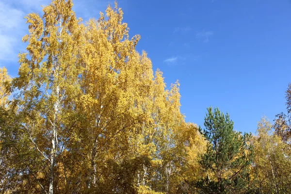 Coroas de outono de vidoeiros contra o céu azul — Fotografia de Stock