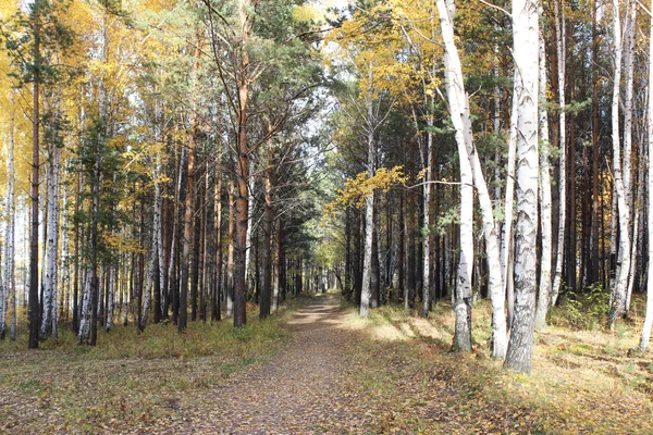 Autumn trees in a forest strip, Russia — Stock Photo, Image