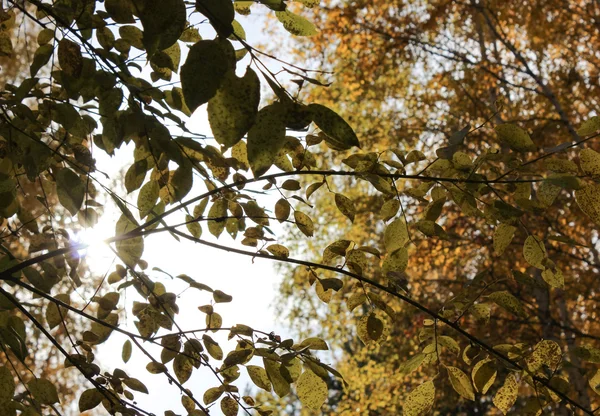 Raios de sol através de ramos — Fotografia de Stock