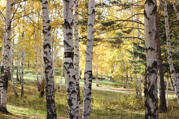 Troncos de abedules en el bosque de otoño — Foto de Stock