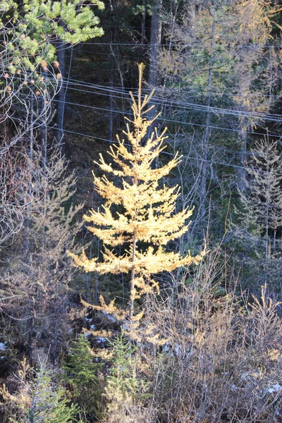 Petit mélèze jaune — Photo