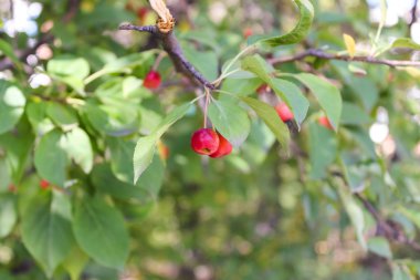 küçük kırmızı meyveler