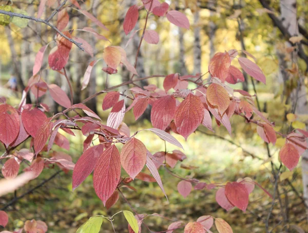 Ramo de árvore com folhas vermelhas — Fotografia de Stock