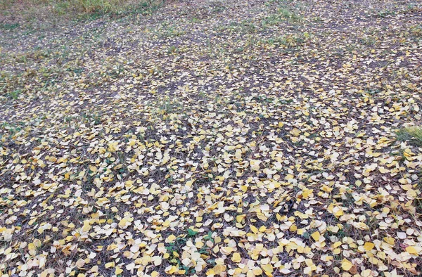 Listy na podzim v lese — Stock fotografie