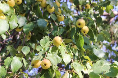 Bir tabak üzerinde farkı meyve