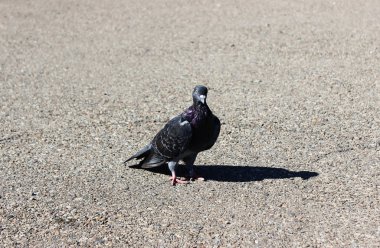 Bir tabak üzerinde farkı meyve