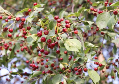 Bir tabak üzerinde farkı meyve