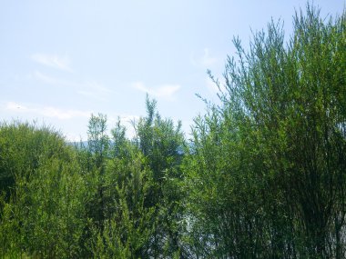 Geniş yeşil çalılar