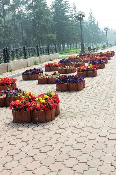 Blomsterrabatt med blommor — Stockfoto