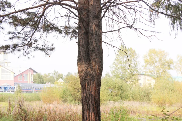 公園で珍しい木 — ストック写真