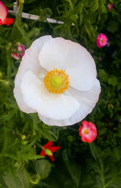 Witte bloemblaadjes van papaver — Stockfoto