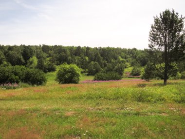 Yemyeşil vegetatio ile çayır