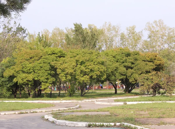 El manzano en el jardín — Foto de Stock