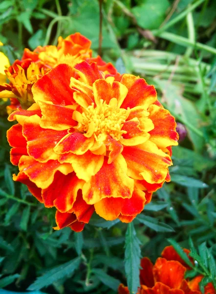 Marigold in the garden — Stock Photo, Image