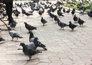 Parktaki güvercinler