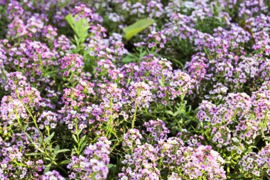 küçük mor çiçekler