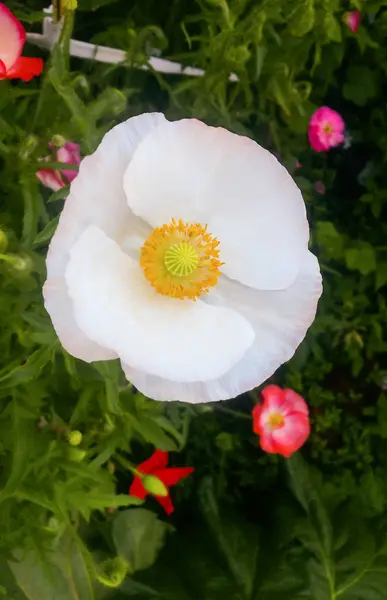 Poppy, beyaz yaprakları — Stok fotoğraf