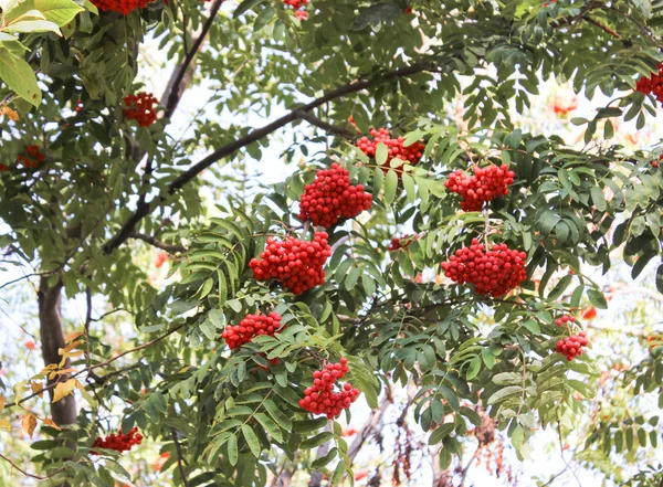 Ceniza roja de montaña — Foto de Stock