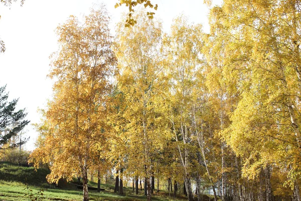 Beautiful autumn birches — Stock Photo, Image