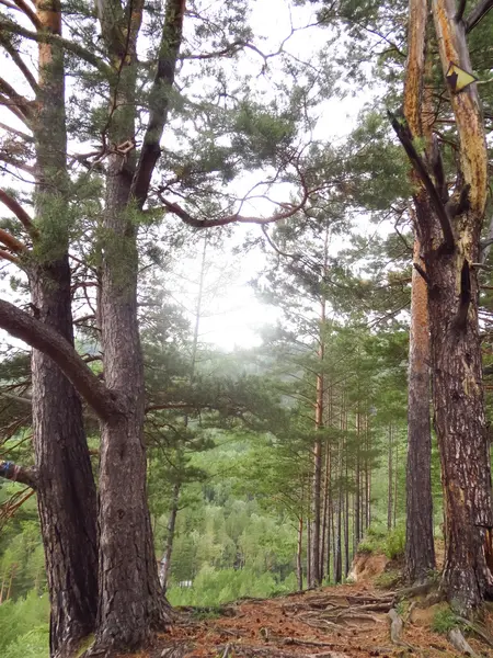 Arbres à conifères sur la pente — Photo