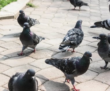 Kaldırımda güvercinler