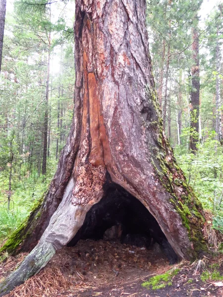 Abrigo em uma árvore — Fotografia de Stock