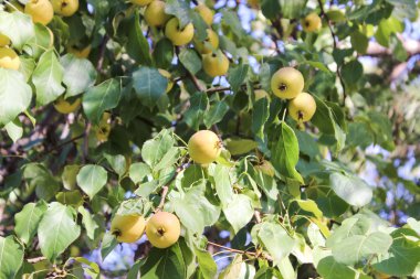 Küçük elma ve bitki örtüsü