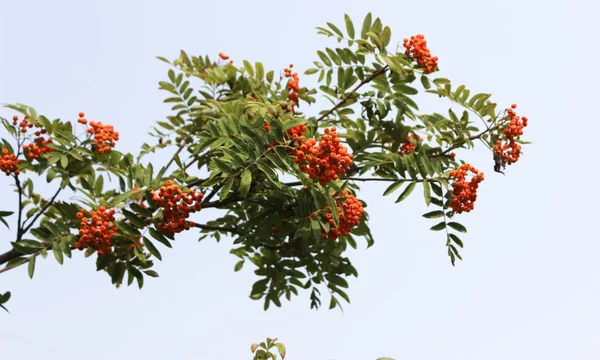 Rama de ceniza de montaña — Foto de Stock