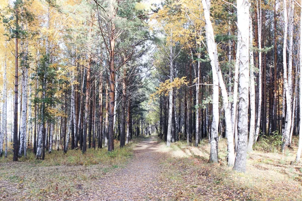 Árboles de otoño en una franja forestal — Foto de Stock