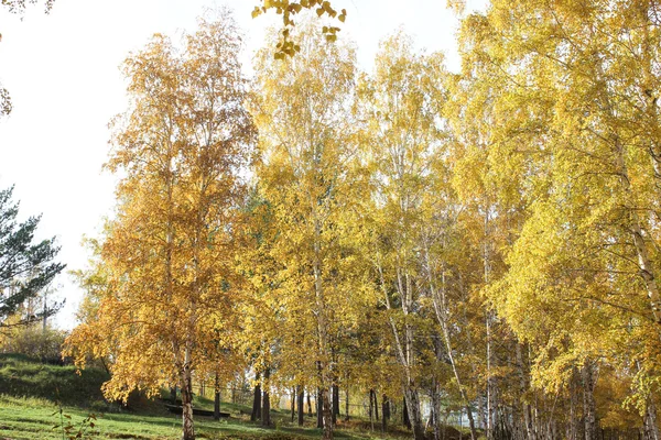 Beautiful autumn birches — Stock Photo, Image