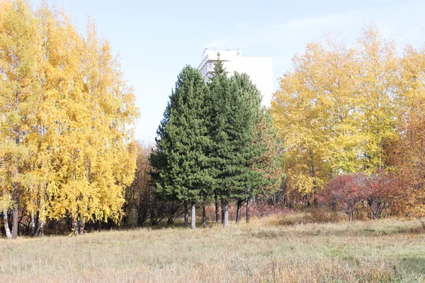 Деревья осенью — стоковое фото