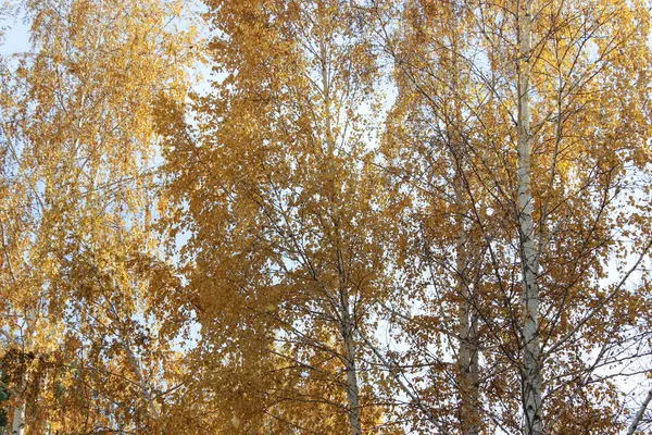 Folhas amarelas em ramos — Fotografia de Stock