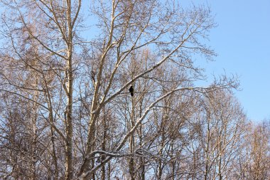 dallar üzerinde kuş