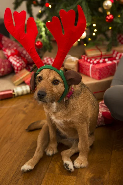 Kutya karácsonykor — Stock Fotó