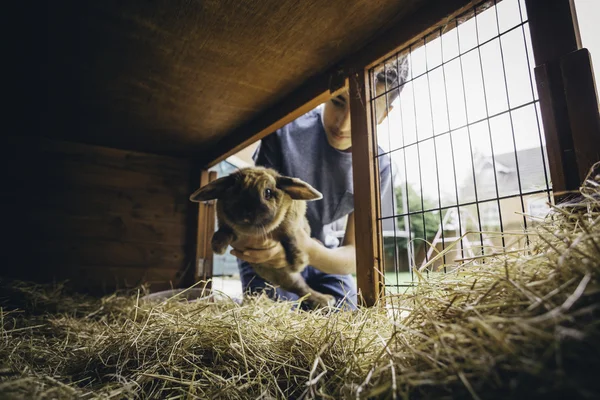 Colocando o coelho de volta — Fotografia de Stock