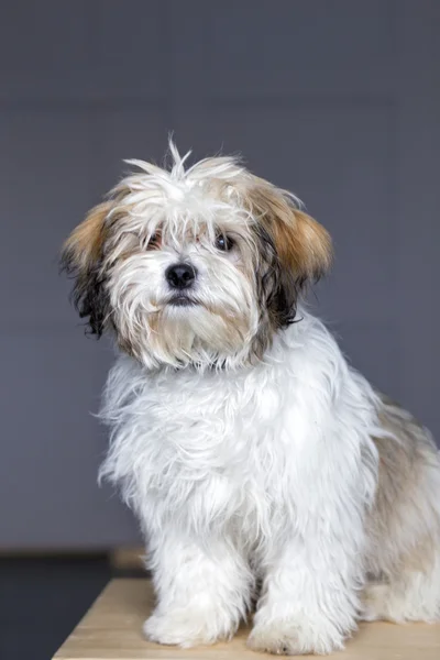 Pequeno retrato de cão — Fotografia de Stock